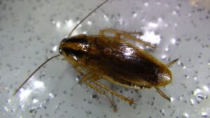 チャバネゴキブリの生態と効果的な駆除方法