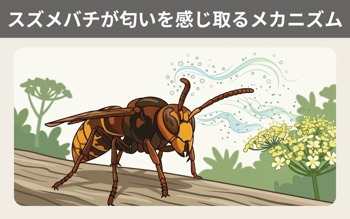 スズメバチが匂いを感じ取るメカニズム