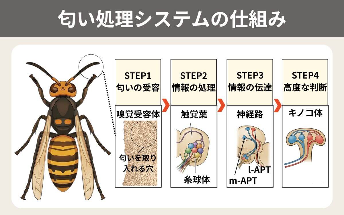 ③匂い処理システムの仕組み