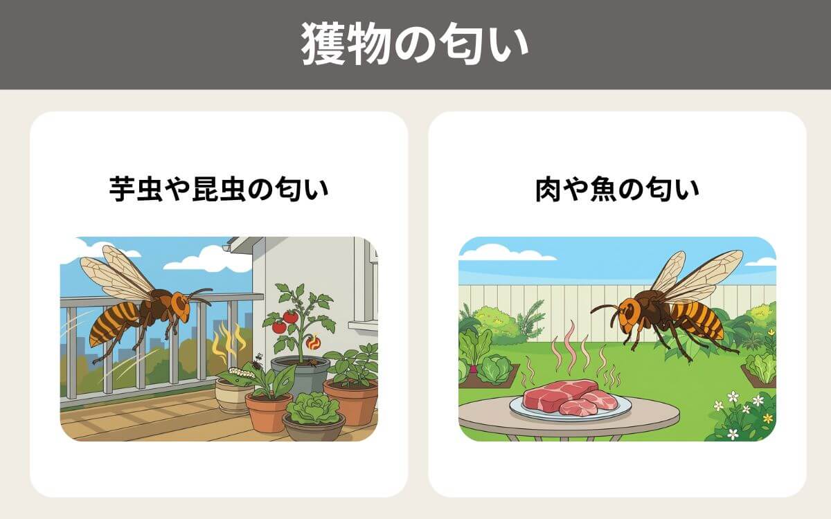 獲物の匂い