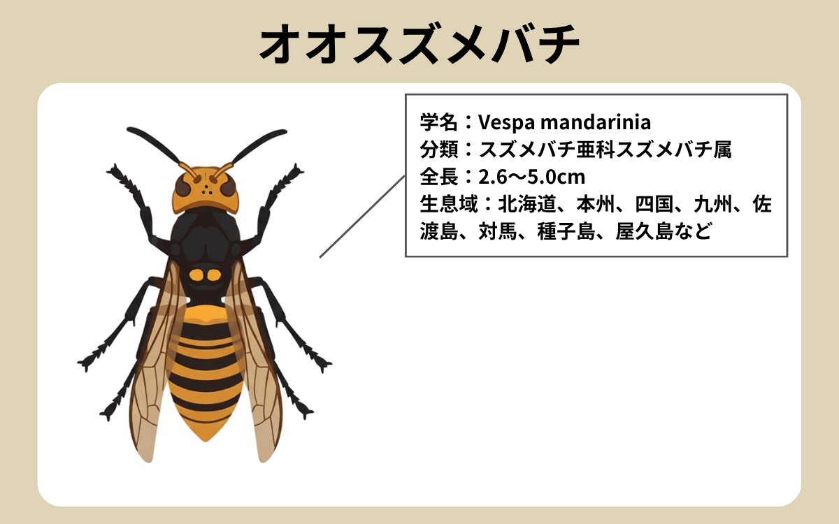 オオスズメバチ
