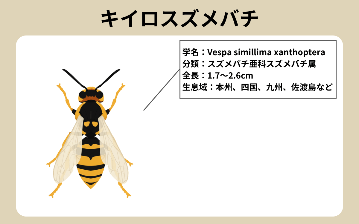 キイロスズメバチ 1