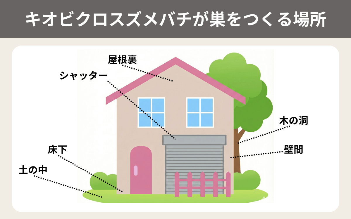 キオビクロスズメバチが巣をつくる場所