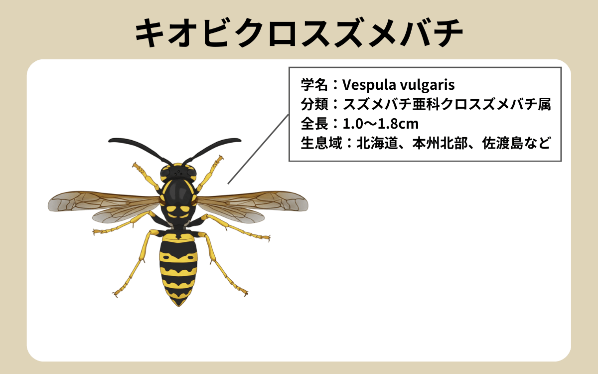 キオビクロスズメバチの生物紹介