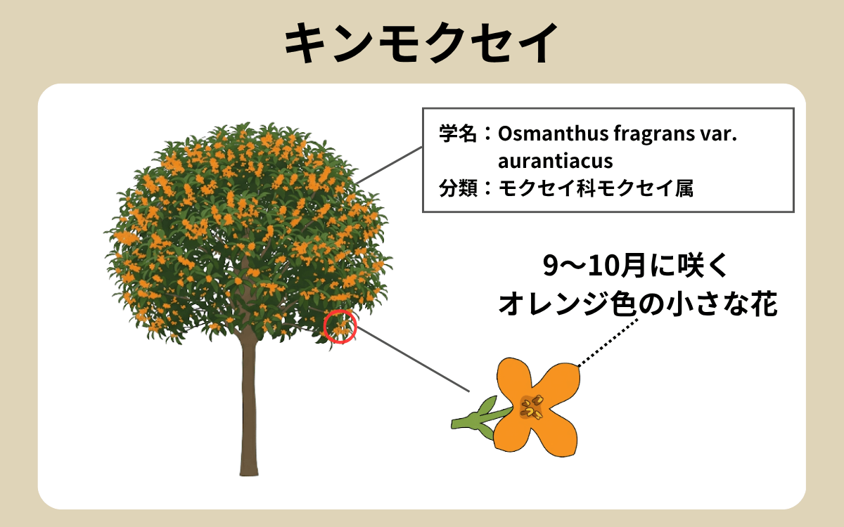 キンモクセイ 1