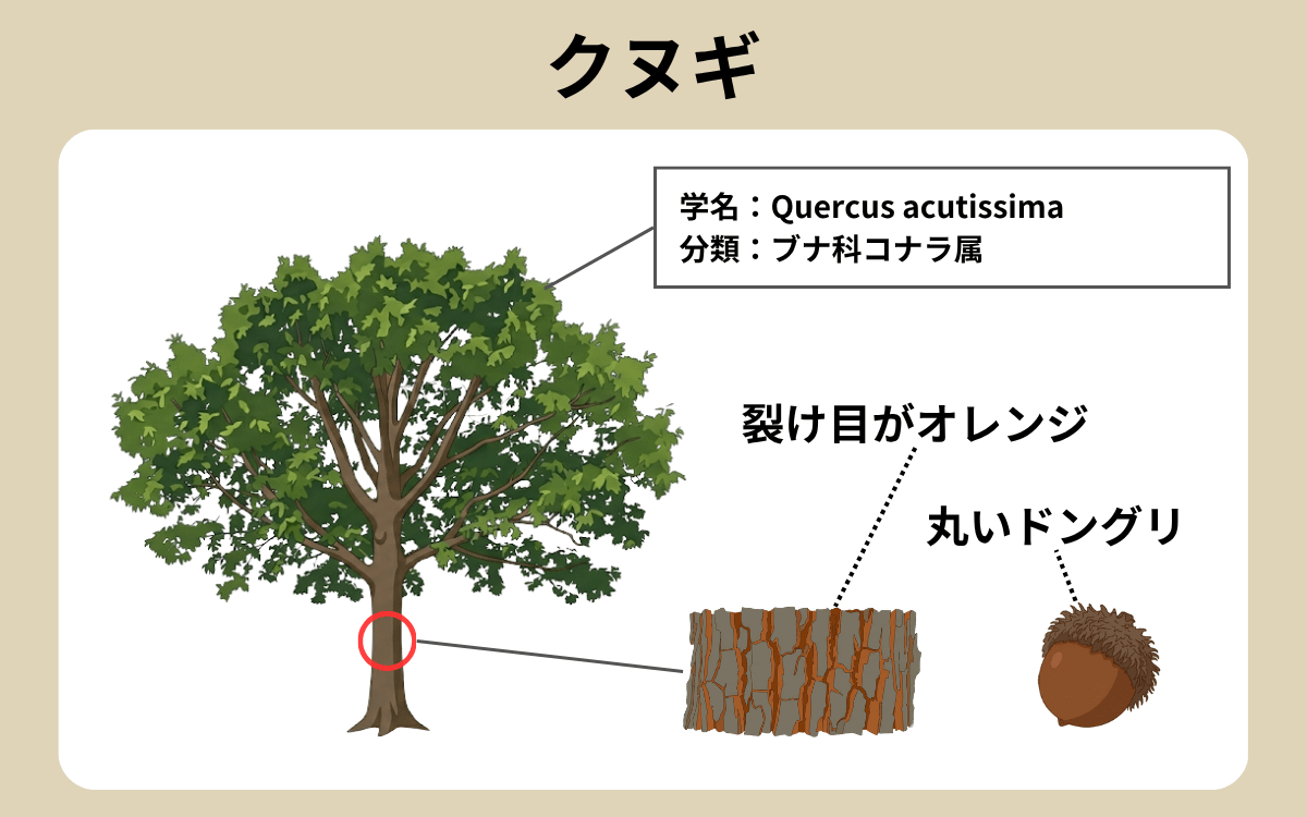 クヌギ