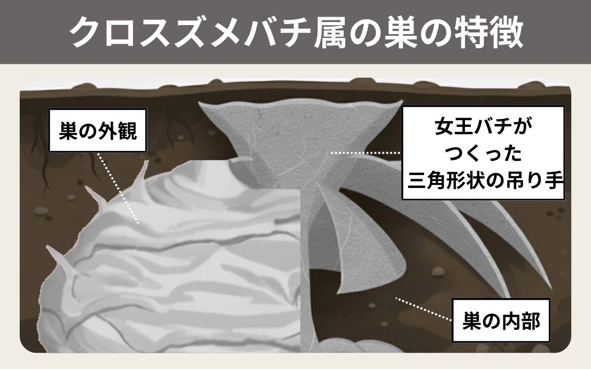 クロスズメバチ属の巣の特徴