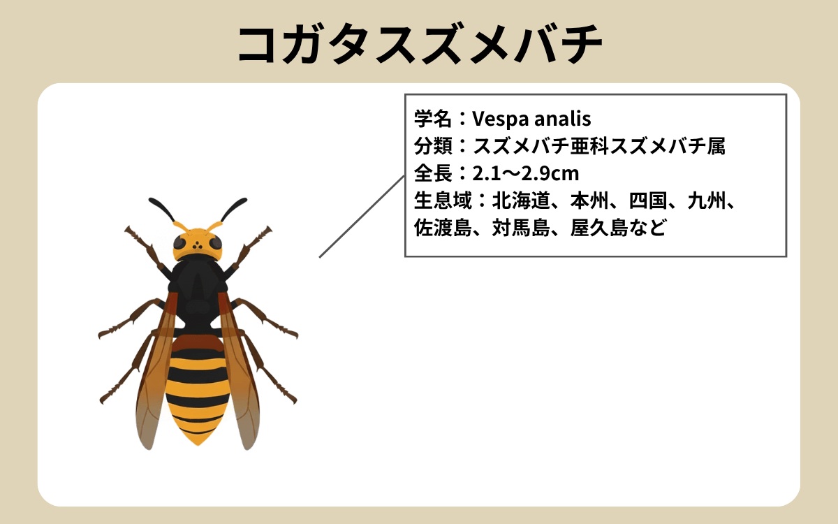 コガタスズメバチ
