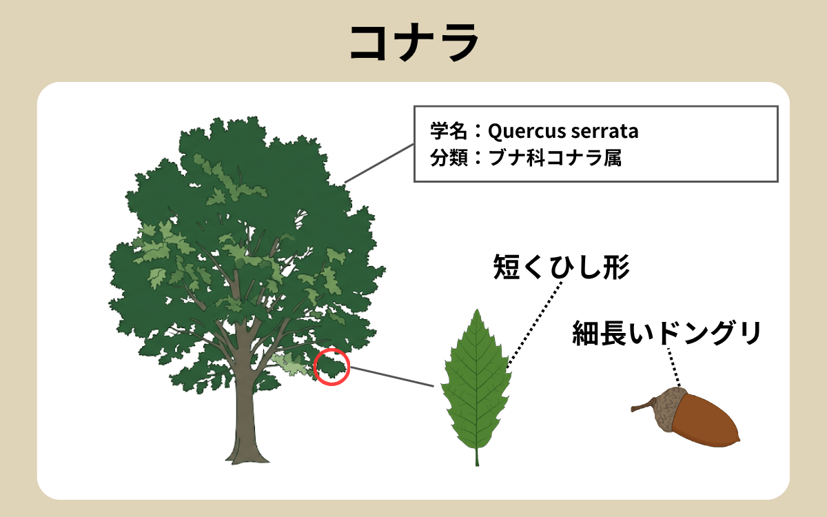 コナラ