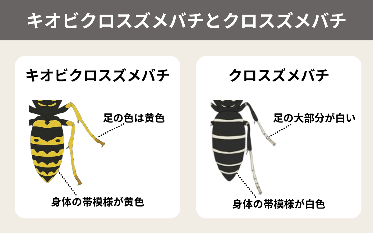 シダクロスズメバチとクロスズメバチの見分け方
