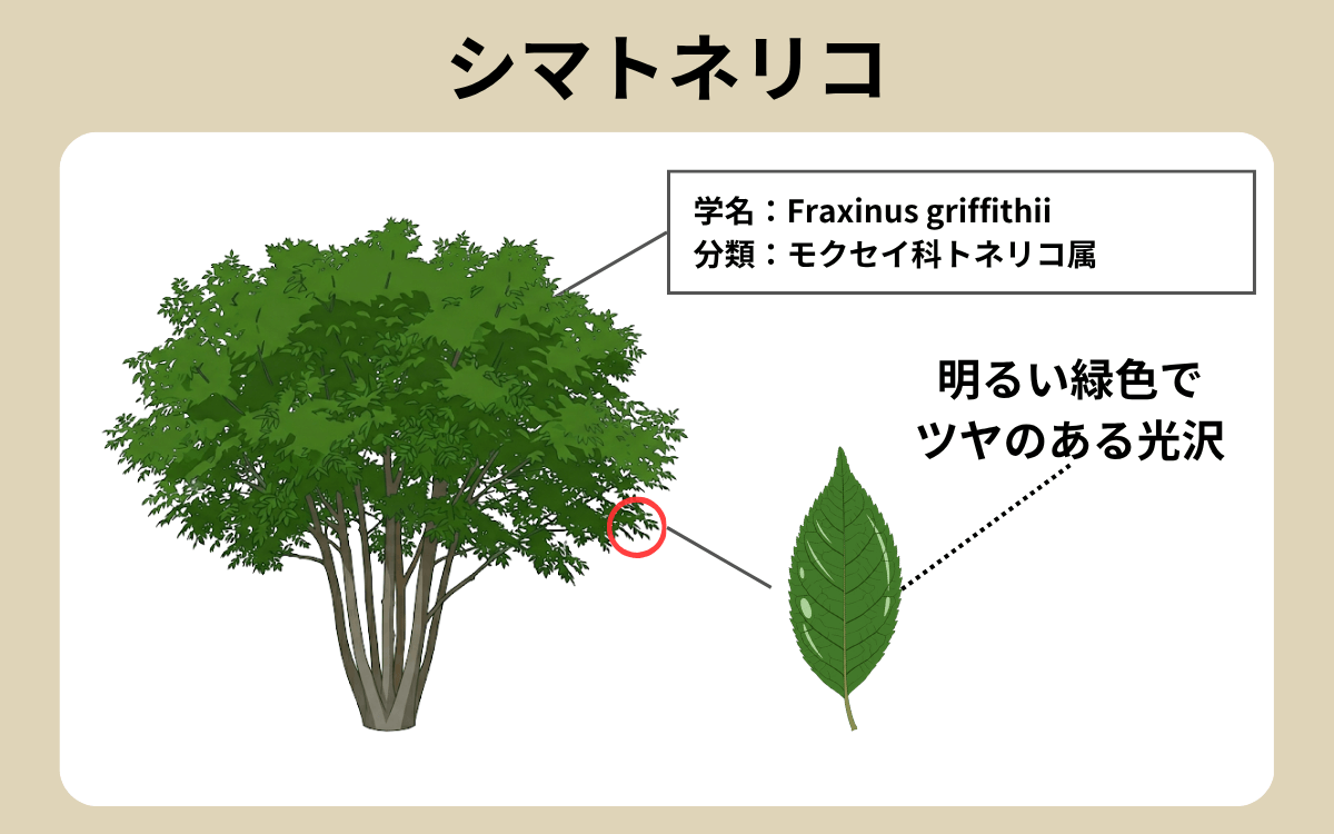 シマトネリコ 1
