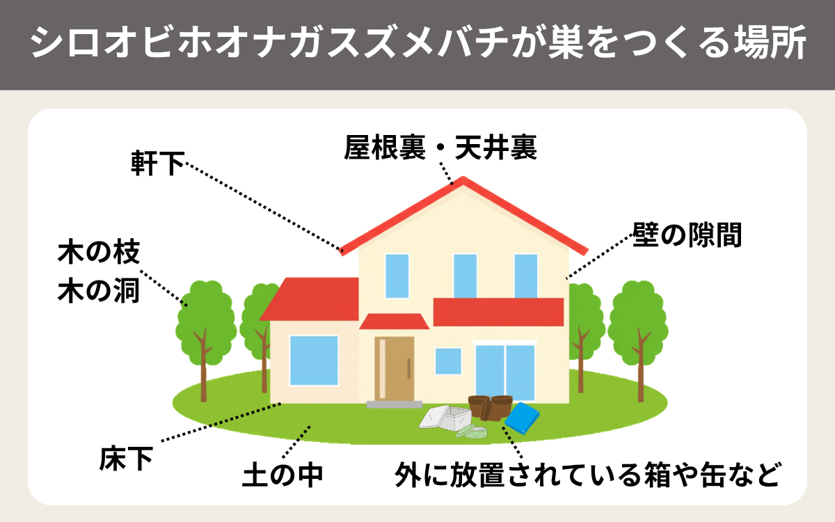 シロオビホオナガスズメバチが巣をつくる場所一覧