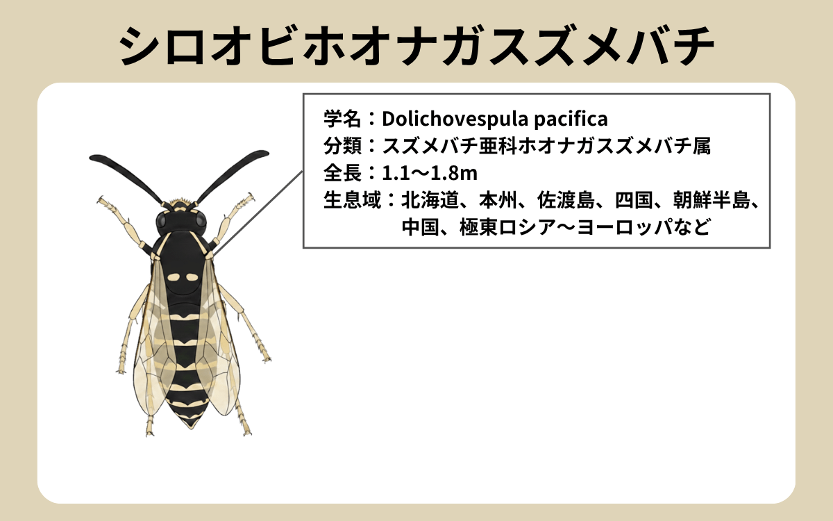 シロオビホオナガスズメバチってどんなハチ？