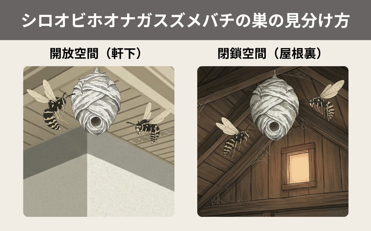 シロオビホオナガスズメバチの巣の見分け方