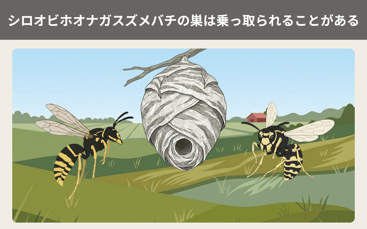 シロオビホオナガスズメバチの巣は乗っ取られることがある