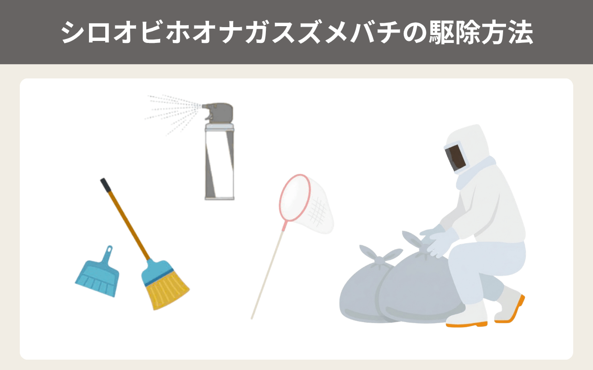 シロオビホオナガスズメバチの駆除方法