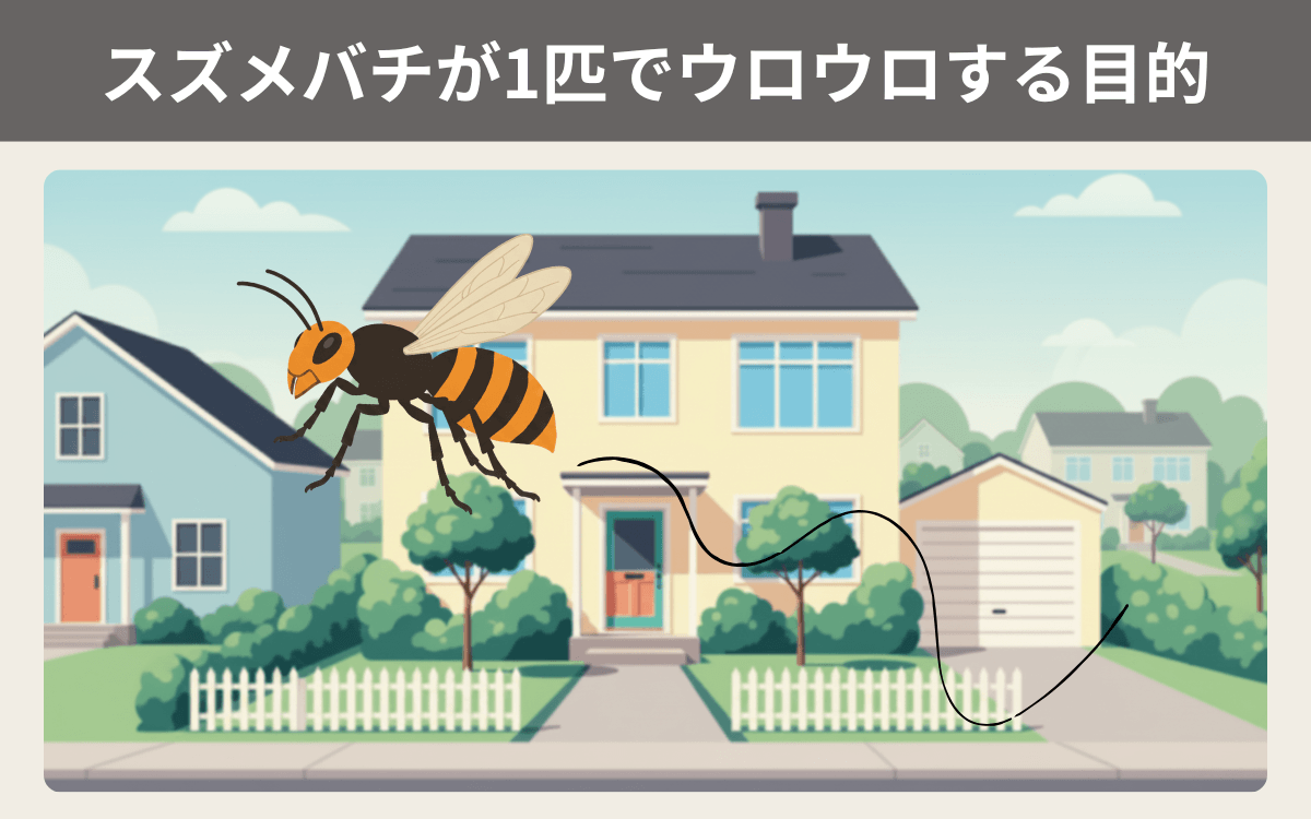スズメバチが1匹でウロウロする目的