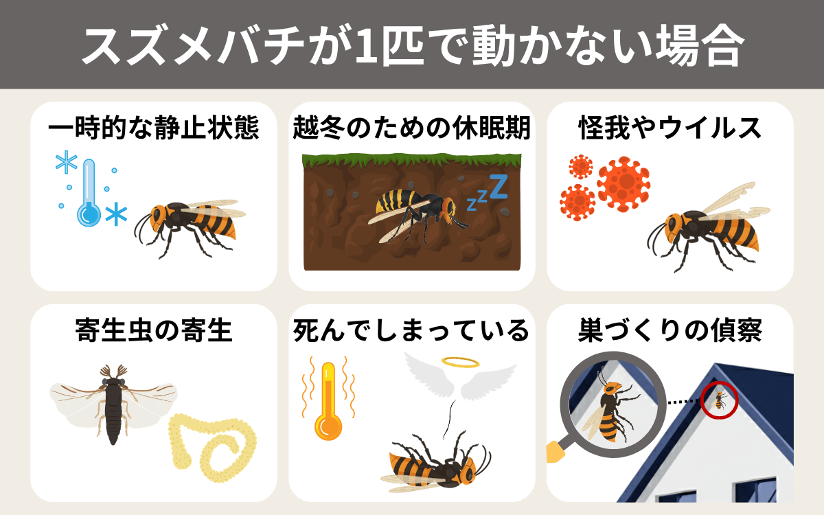 スズメバチが1匹で動かない場合