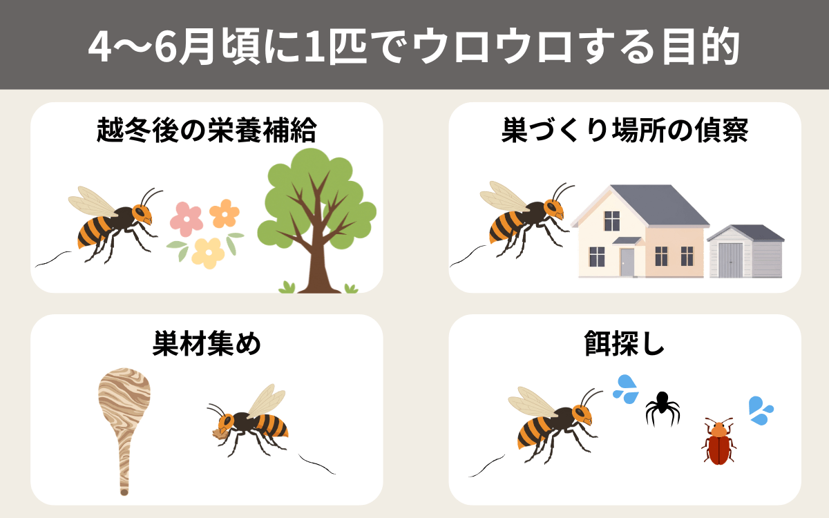 スズメバチが4～6月頃に1匹でウロウロする目的