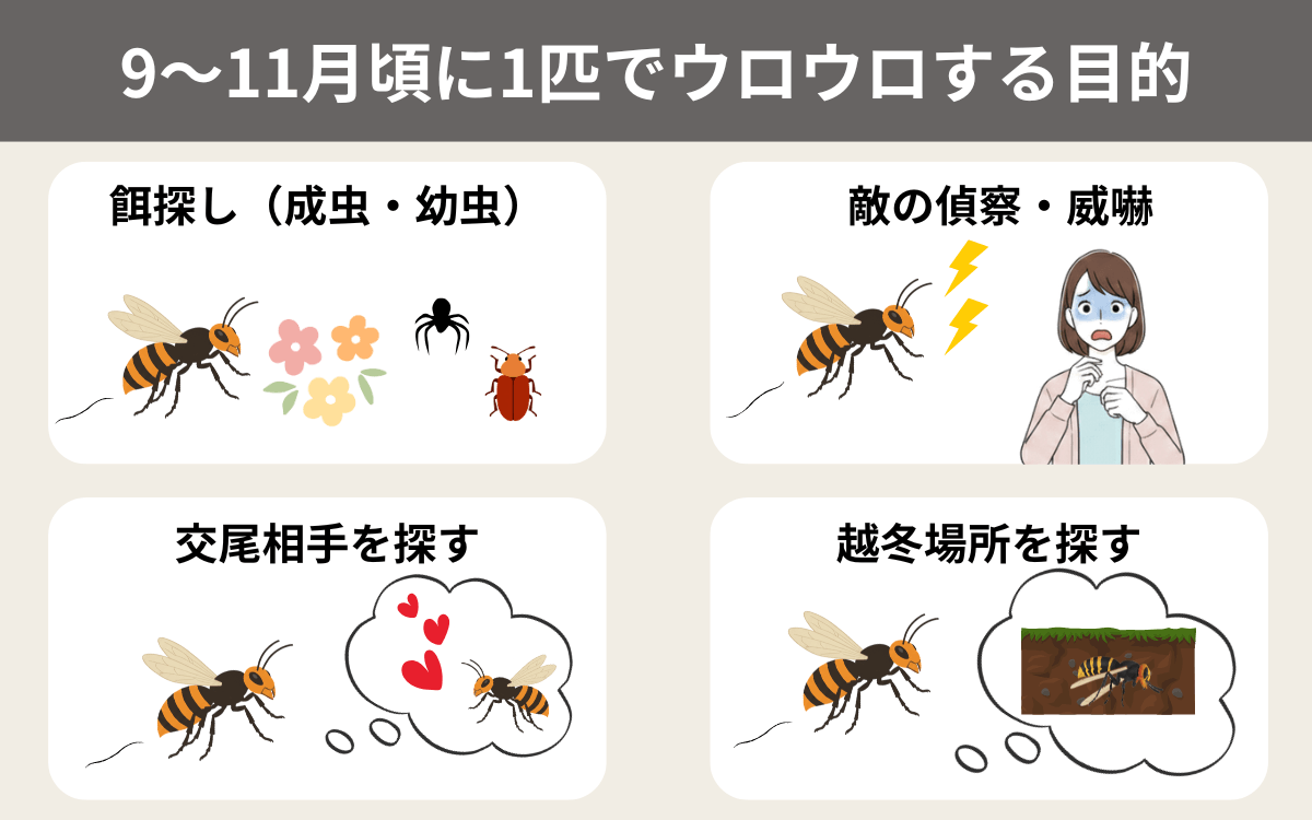 スズメバチが9～11月頃に1匹でウロウロする目的