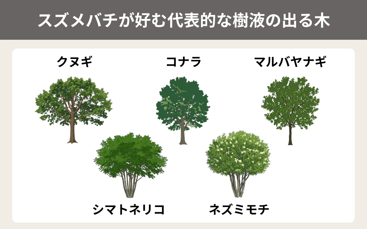 スズメバチが好む代表的な樹液の出る木