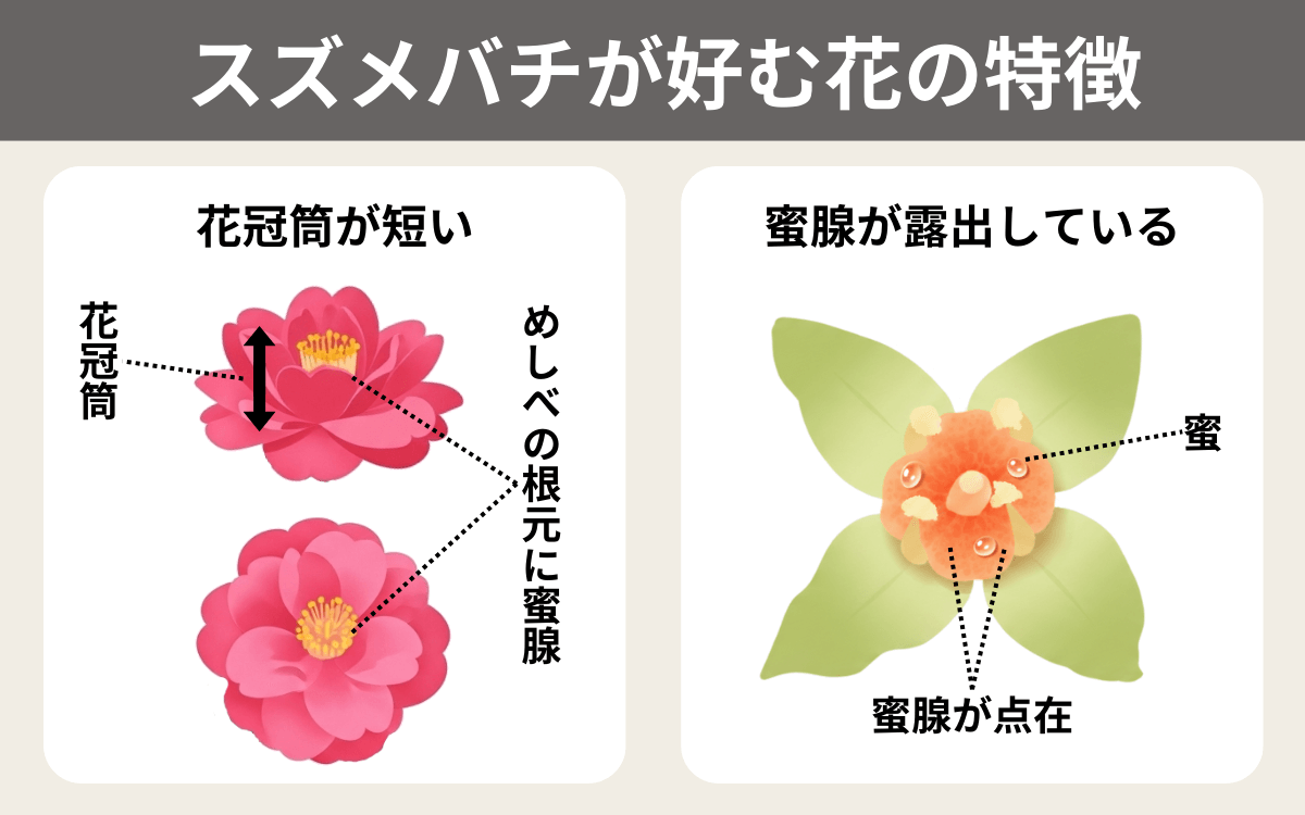 スズメバチが好む花の特徴