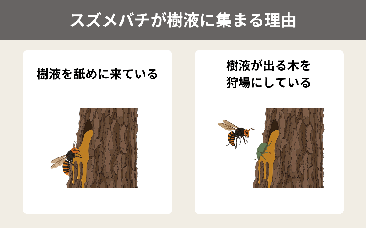 スズメバチが樹液に集まる理由