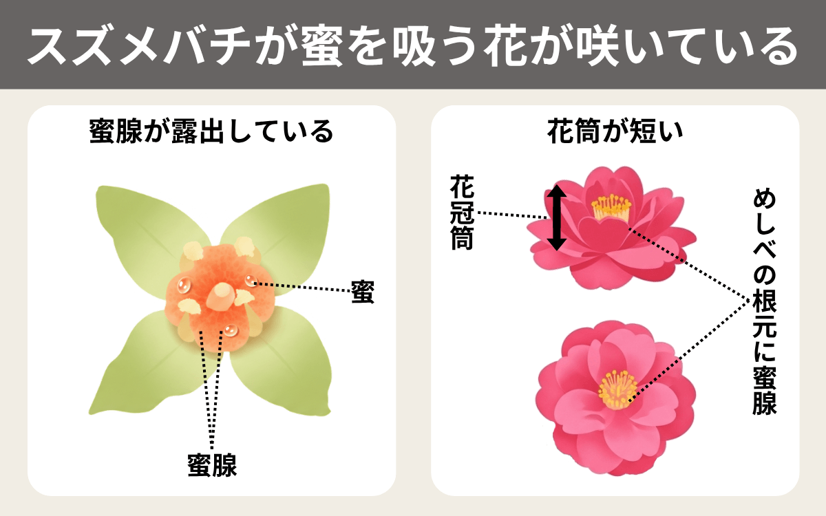 スズメバチが蜜を吸う花が咲いている