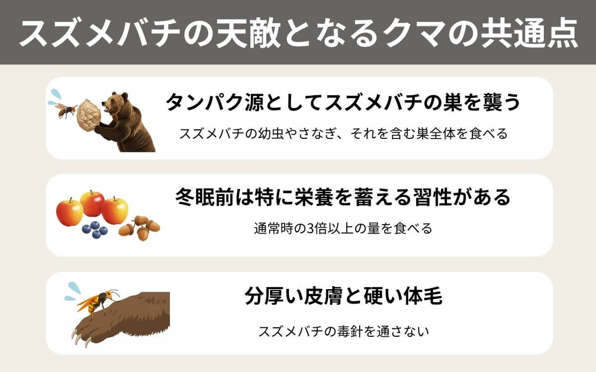 スズメバチの天敵となるクマの共通点