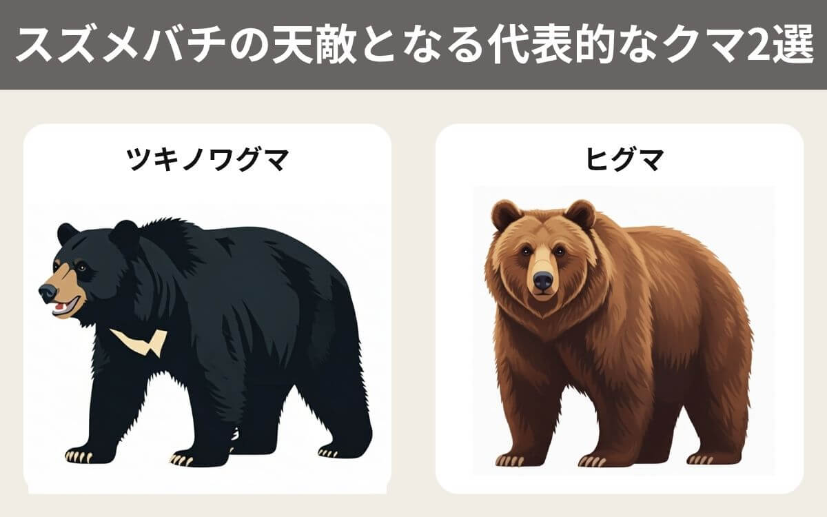 スズメバチの天敵となる代表的なクマ2選