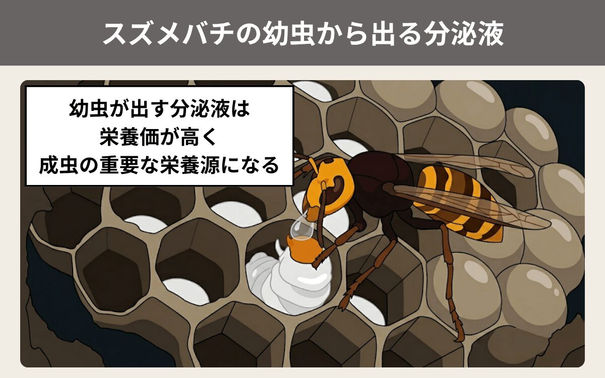 スズメバチの幼虫から出る分泌液