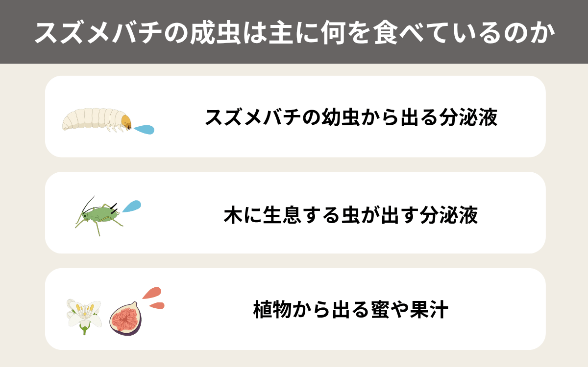 スズメバチの成虫は主に何を食べているのか