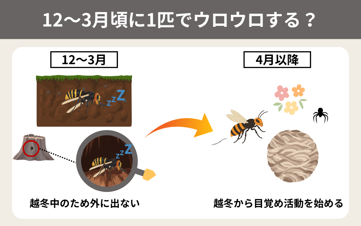 スズメバチは12～3月頃に1匹でウロウロする？