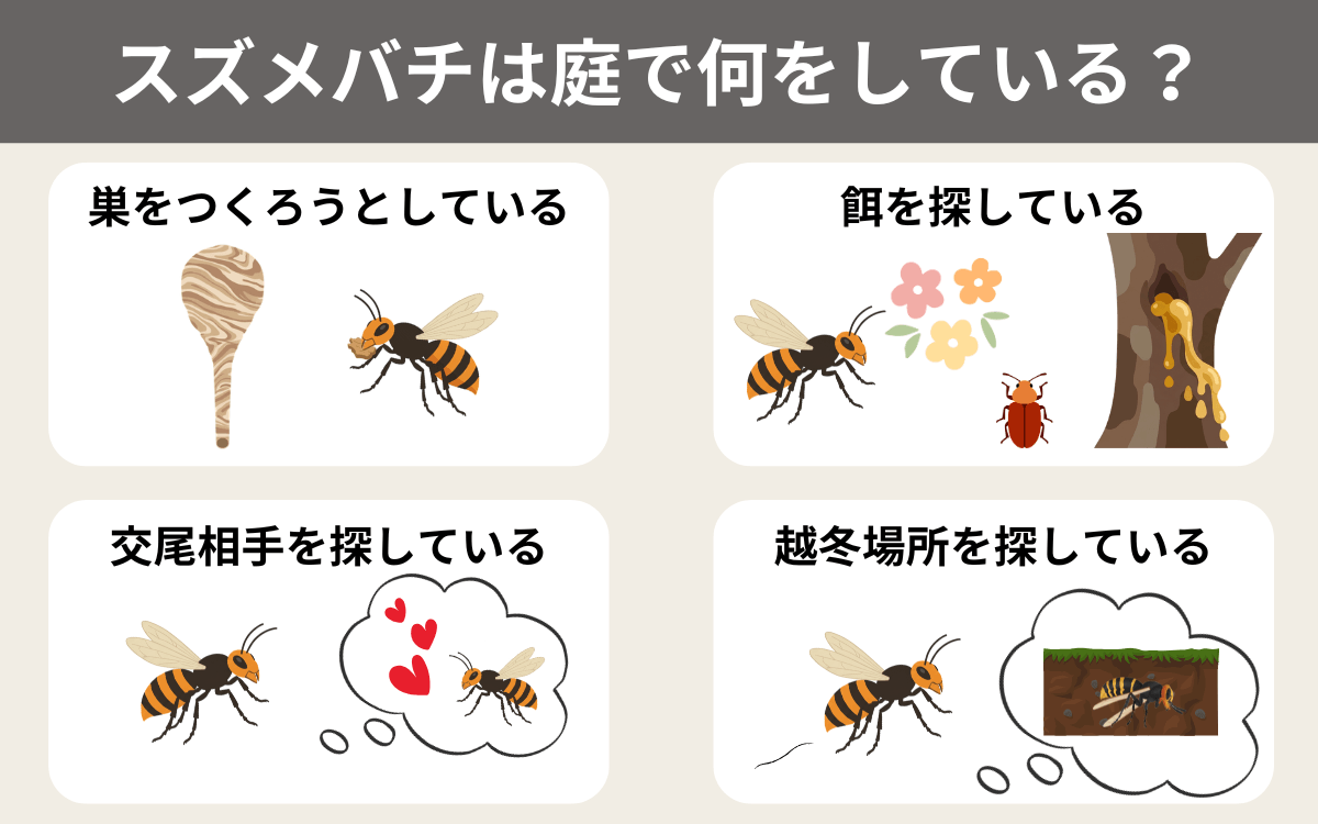 スズメバチは庭で何をしている？