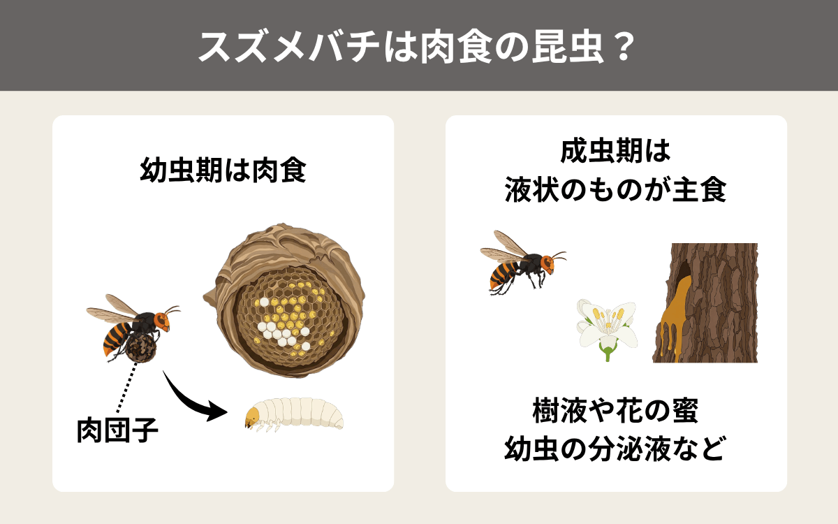 スズメバチは肉食の昆虫？