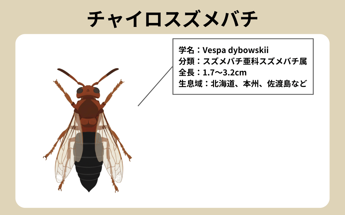 チャイロスズメバチ