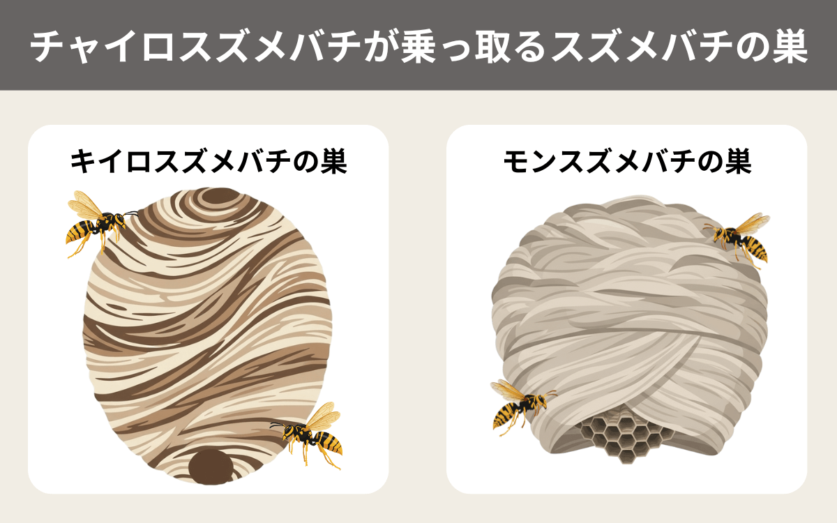 チャイロスズメバチが乗っ取るスズメバチの巣