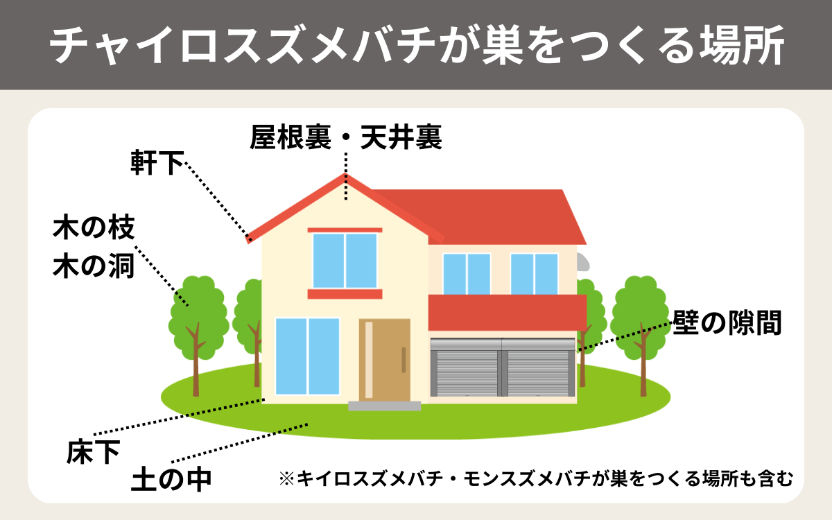 チャイロスズメバチが巣をつくる場所