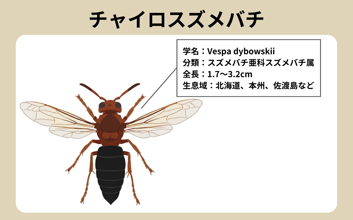 チャイロスズメバチってどんなハチ？