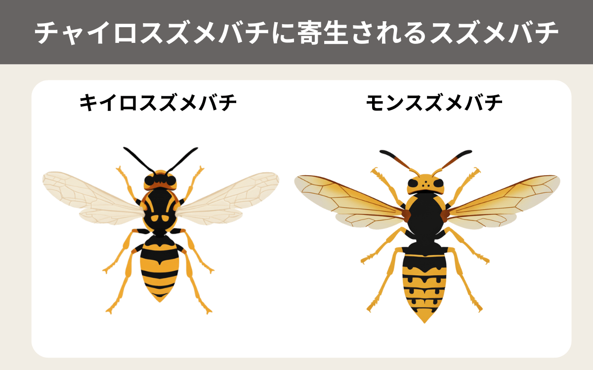 チャイロスズメバチに寄生されるスズメバチ