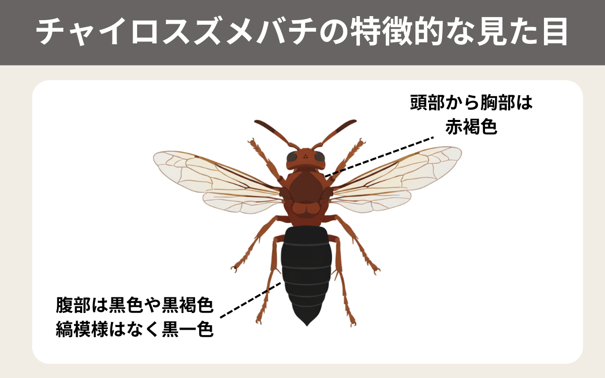 チャイロスズメバチの特徴的な見た目