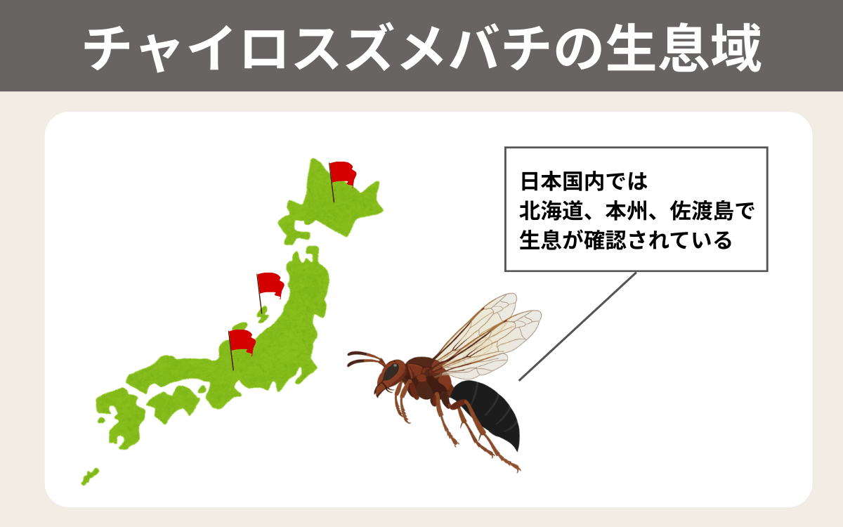 チャイロスズメバチの生息域