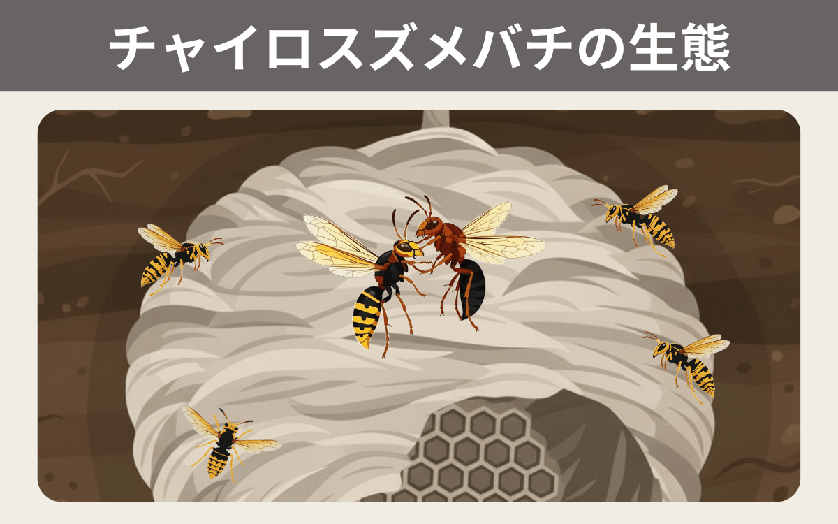 チャイロスズメバチの生態