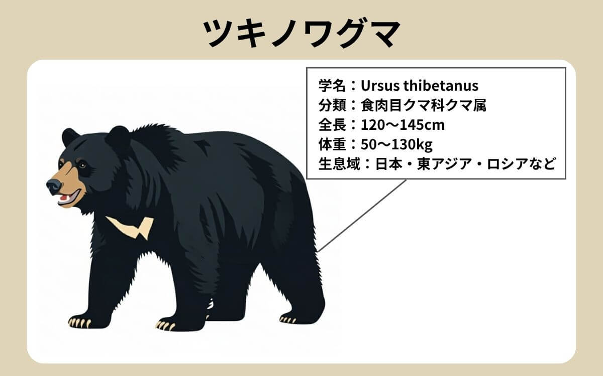 ツキノワグマ