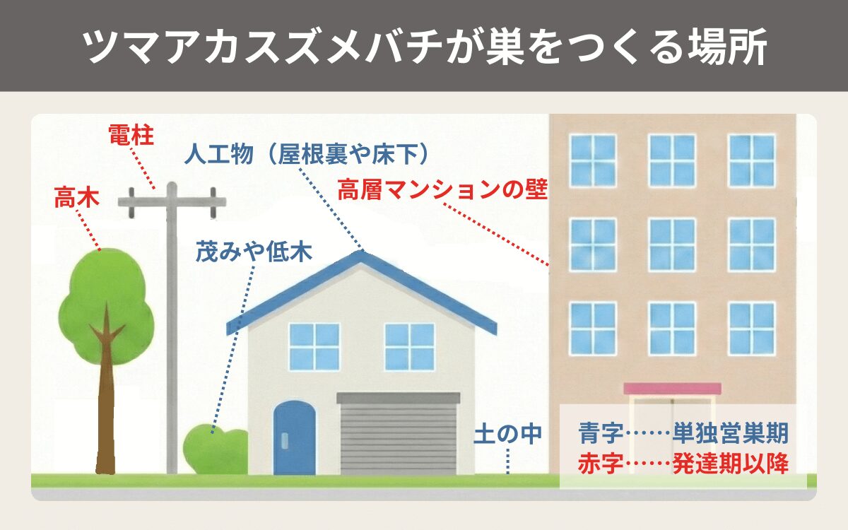 ツマアカスズメバチが巣をつくる場所