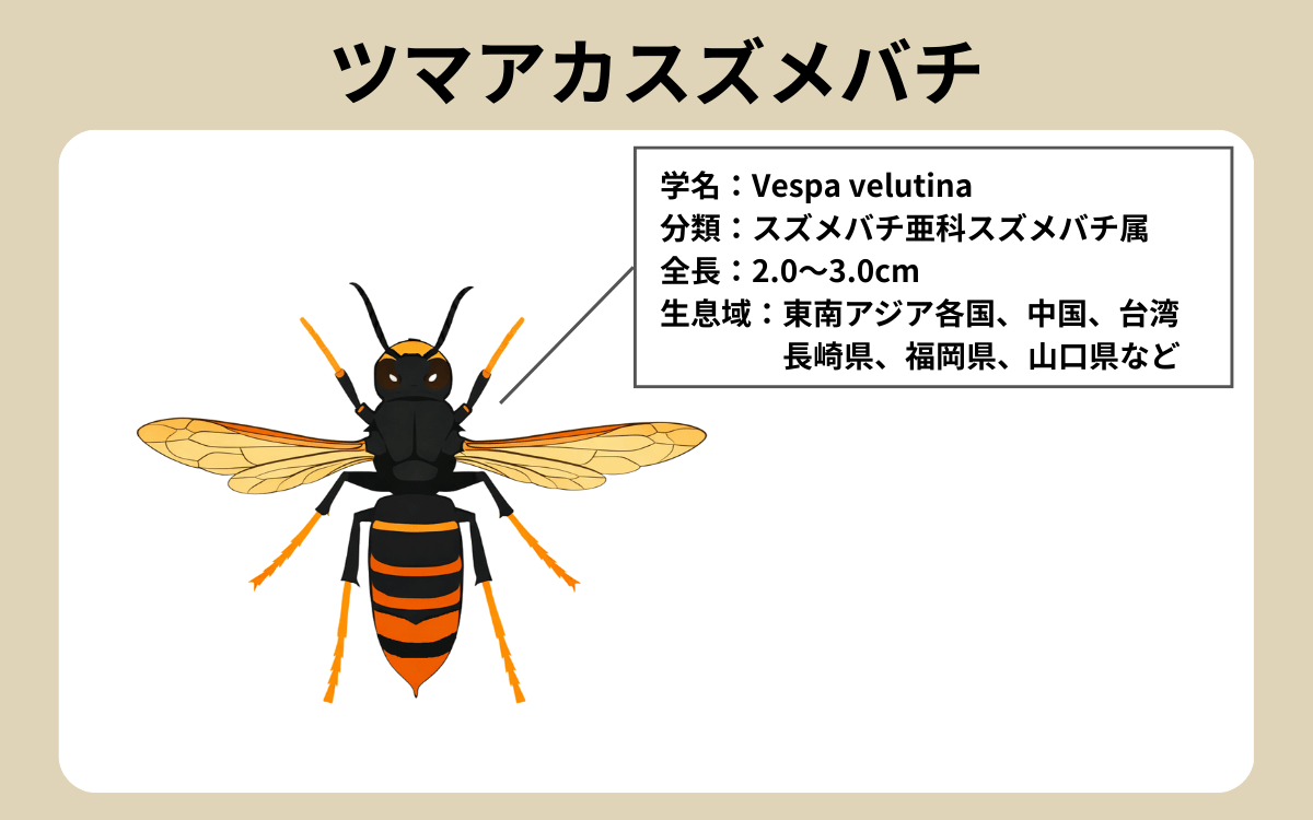 ツマアカスズメバチってどんなハチ？