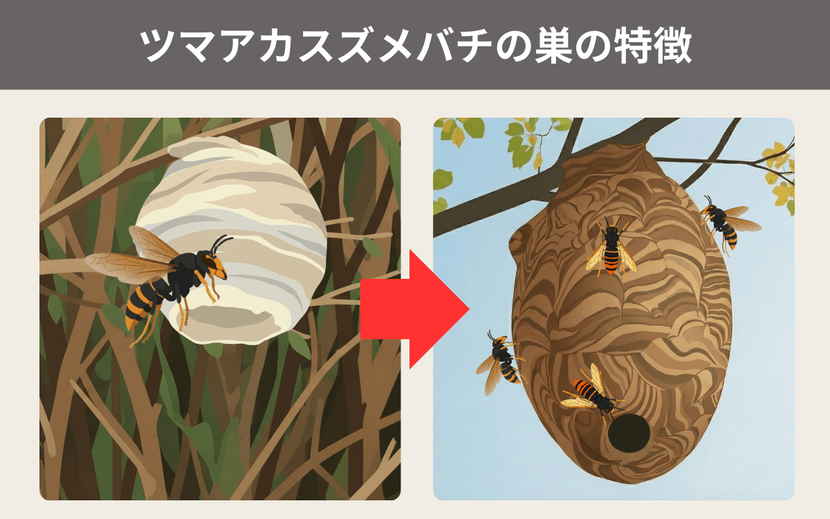 ツマアカスズメバチの巣の特徴
