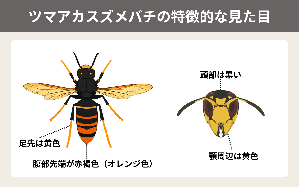 ツマアカスズメバチの特徴的な見た目