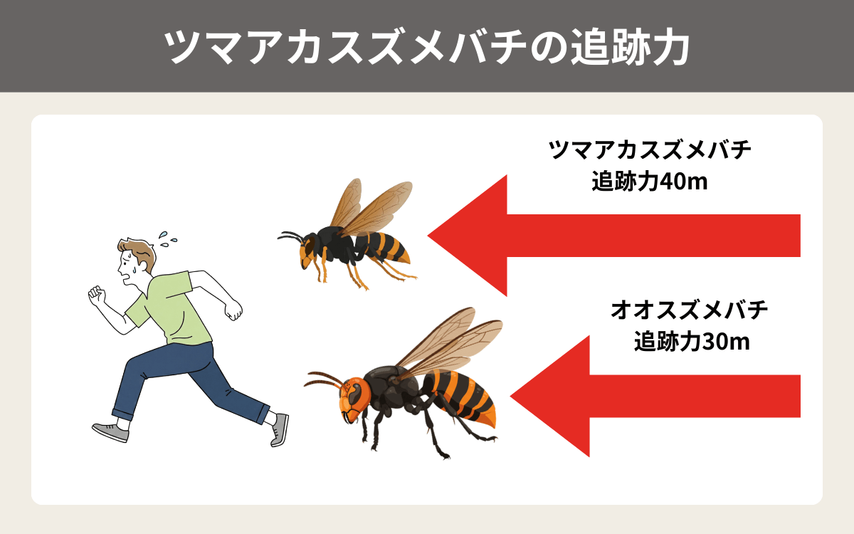ツマアカスズメバチの追跡力