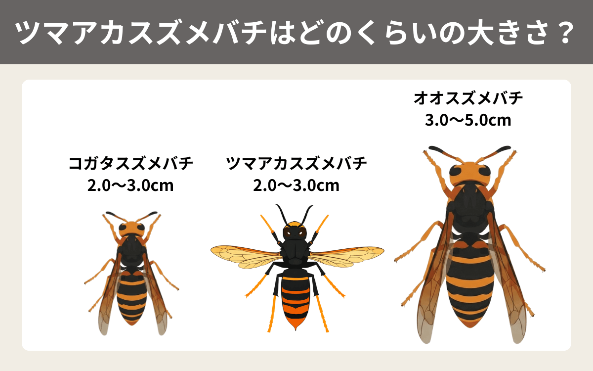 ツマアカスズメバチはどのくらいの大きさ？
